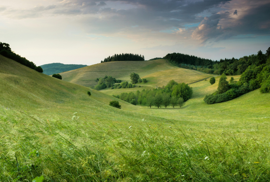 The Role of International Organizations in Crisis Management