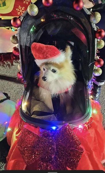 Rescue Dog Christmas Parade: A Festive Celebration image 0310b927 f404 4246 bb28 7f690e845862.png