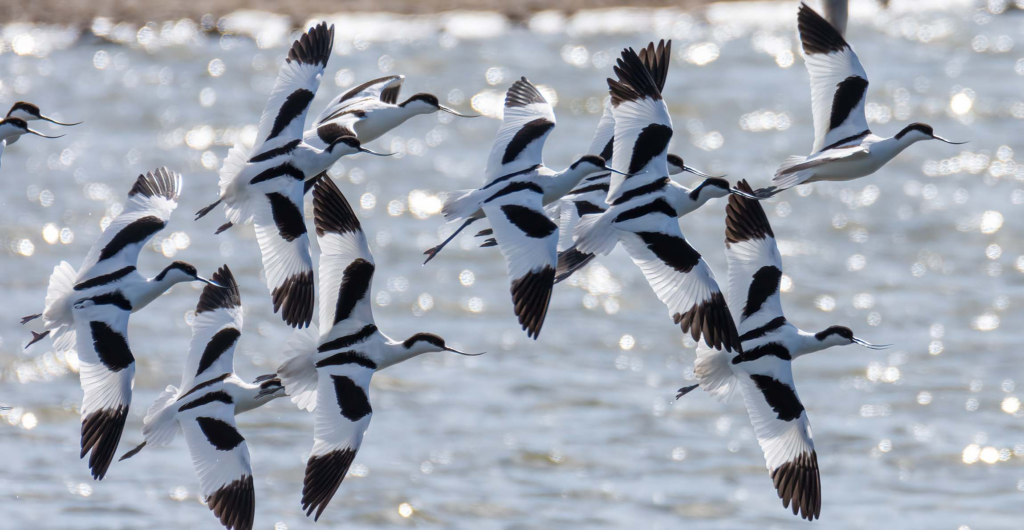 Wallasea Island Birds: Overwintering Success Story image 1c0dc25b 2e8e 4be4 bd43 b5a5efaf1133.png