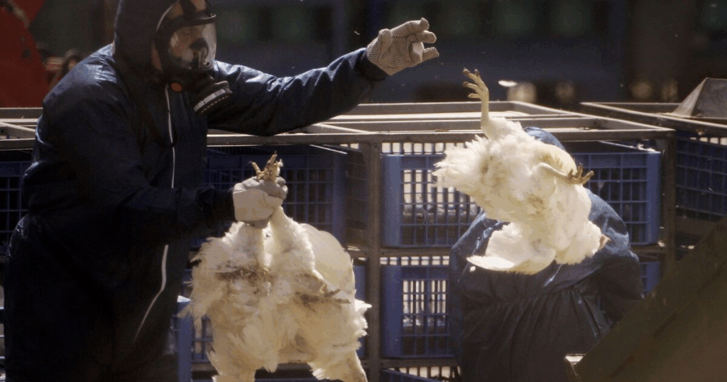 Bird Flu UK: Expert Warns of Potentially Destructive Outbreak image 3rco2owe1j.png