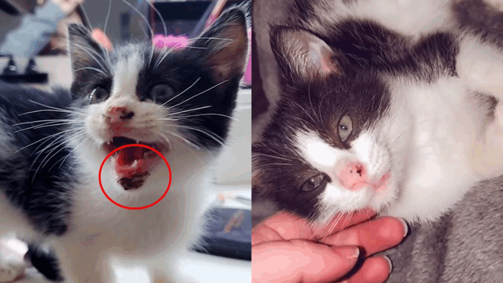 Kitten Thrown from Car in Bexley Sparks Outrage image qk9f9nrzg5.png