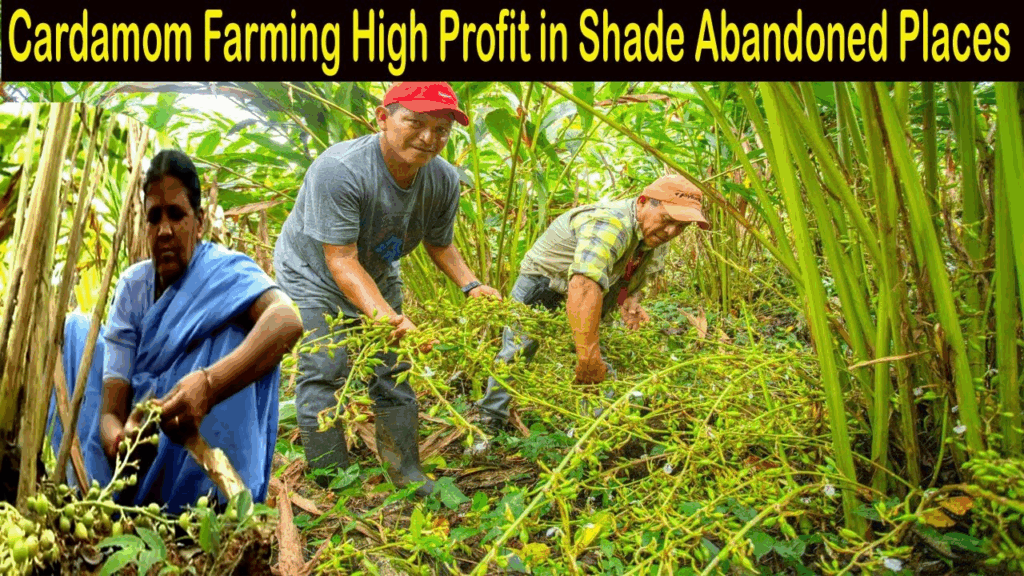 Cardamom Farming: Tech Innovations Supporting Farmers image r2r3m9o3xe.png