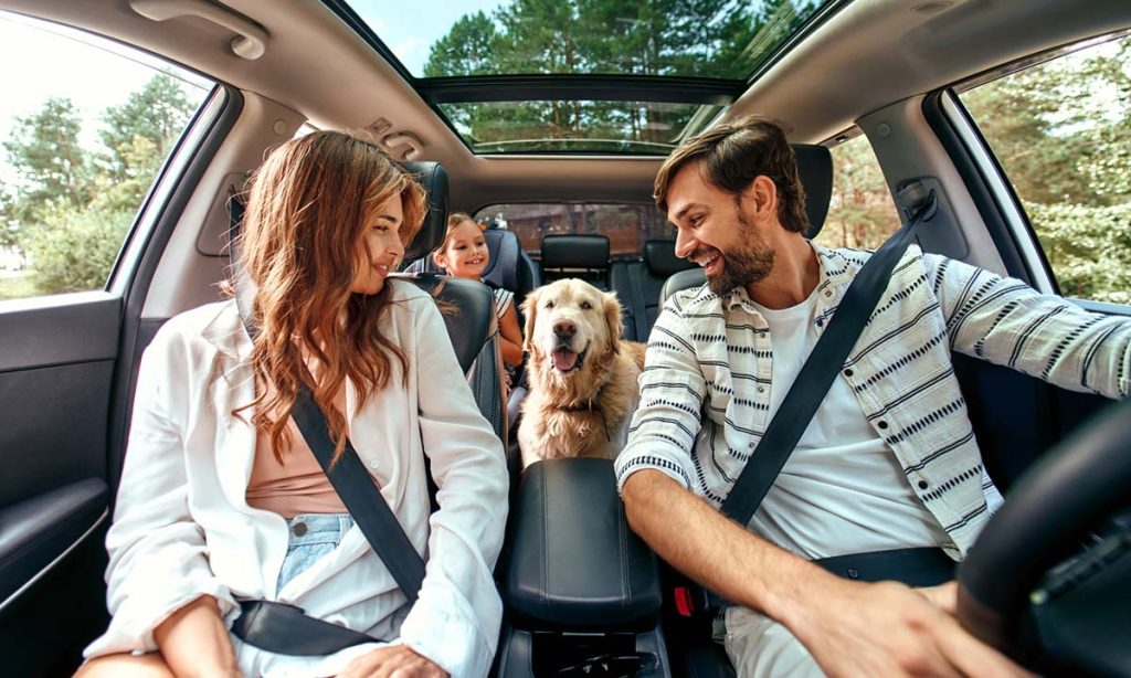 Traveling with Dogs in Cars: Essential Safety Tips image vfeb5vqwcx.png