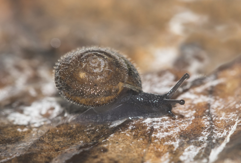 German Hairy Snail: Search for London’s Endangered Mollusc image d0790703 dea1 4114 9abf b8d04f58cc4d.png
