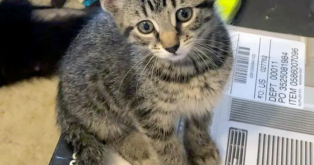 image 008fbe9c 9e3e 4bc6 97c3 ac2a82105cc8.webp