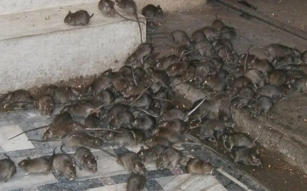 Mouse Infestation Cheese Shop Fined £75,000 for Violations image 502a837a 69b2 40a7 bd00 85e7dfda2c5e.webp
