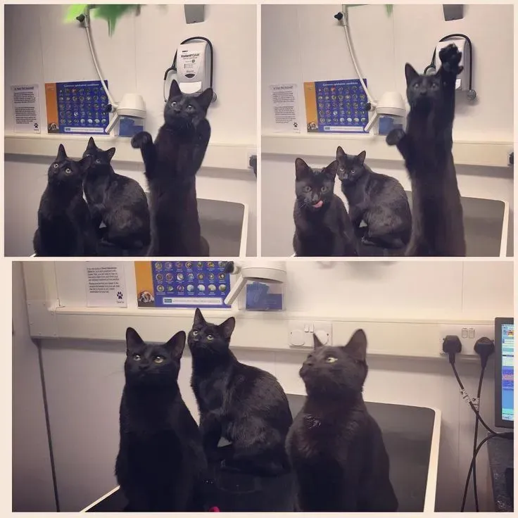 image 6c01aea3 6292 4254 b376 f26a671fd6cf.webp