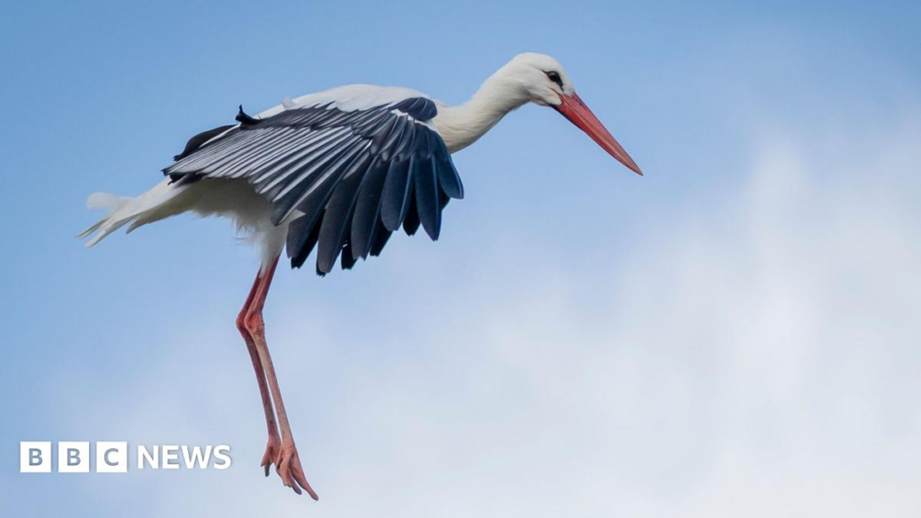 image b2716d30 047d 4b77 a45d 8deb91f19bfb.png