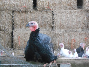 image b33f19d9 9fb6 41fc abf6 0396058b8f02.png