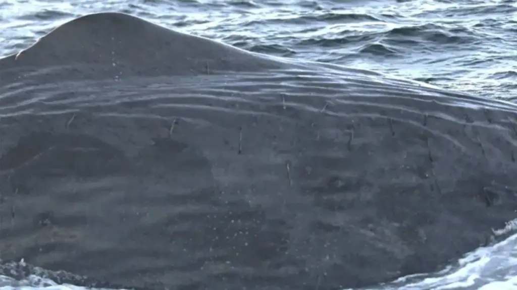 image c0348d40 bf4c 4dab 9e2a 207e54e677ee.webp