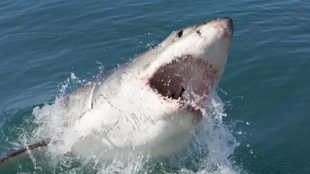 image fb1f459f 90cd 48b4 ab43 1cbe4b44b185.webp