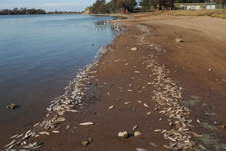 Lake Cargelligo Shooting: Three Dead in Shocking Small Town Tragedy image db746758 cfe8 46bf 8285 d13769a6f100.webp