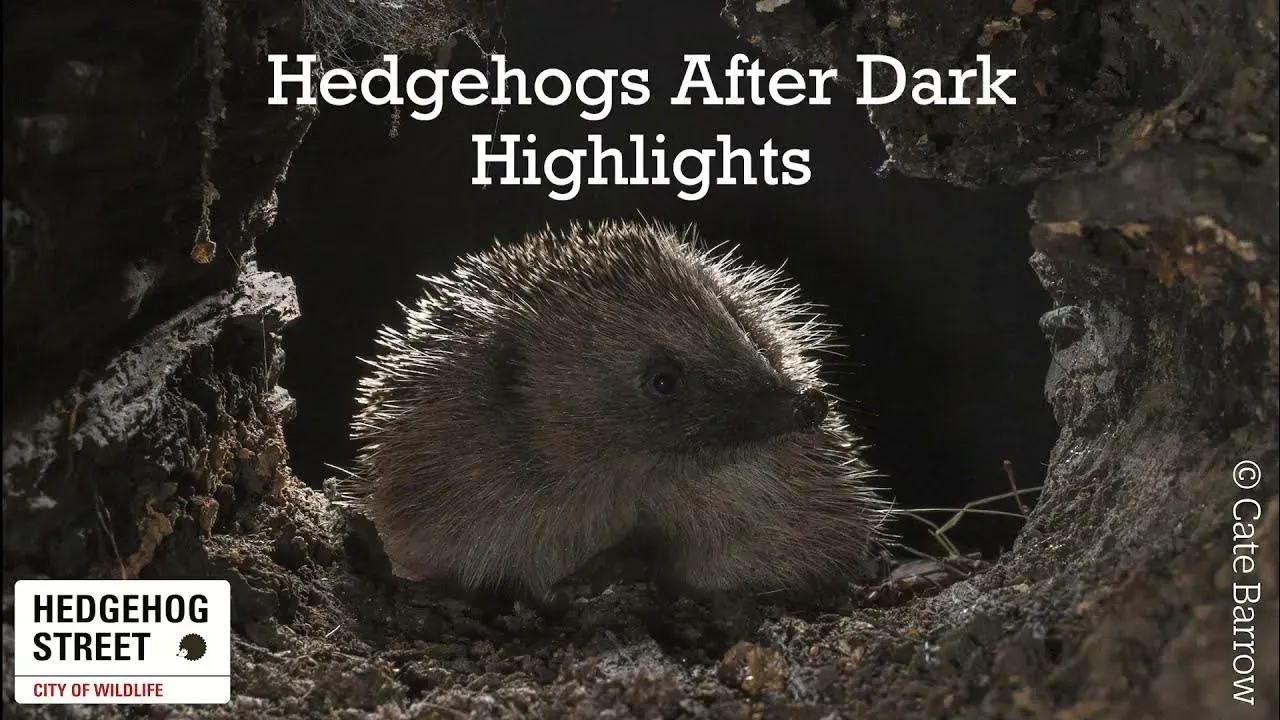 image e6a5d519 7682 4a58 be30 b690ad170d27.webp