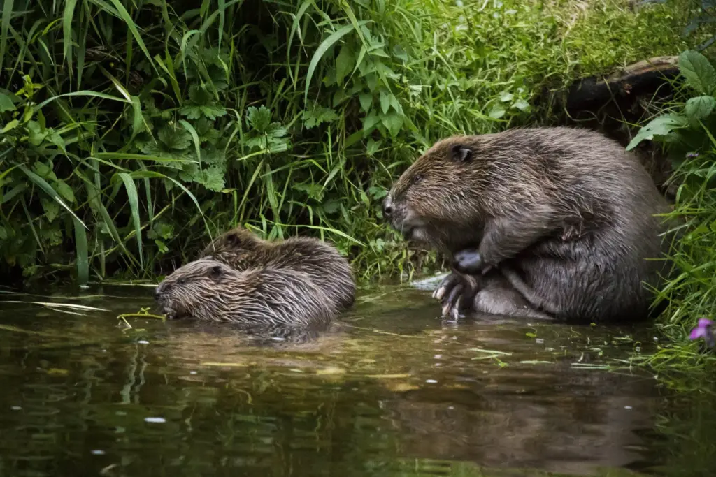 image e9cf9d7c a62b 4247 89d9 749b0020d442.webp