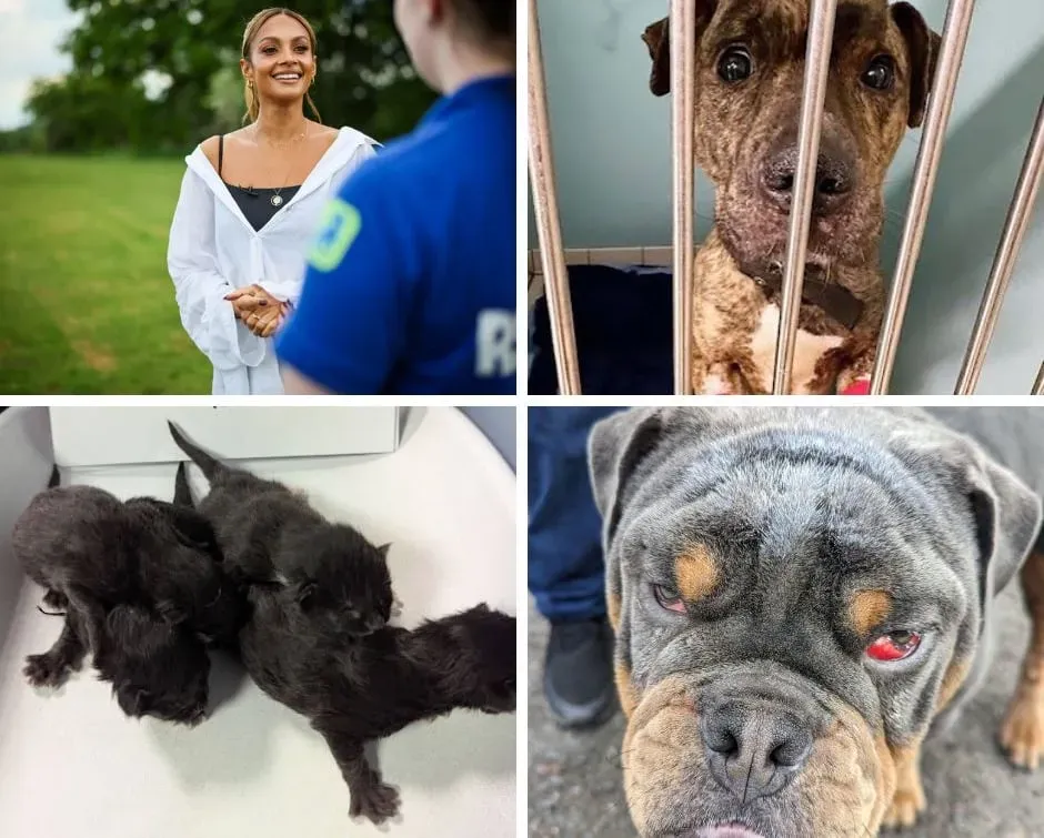 RSPCA Wildlife Cruelty Warning: Shocking Catapult Attacks on Birds image 69950230 c559 4414 867e 8e3221c7da5f.webp