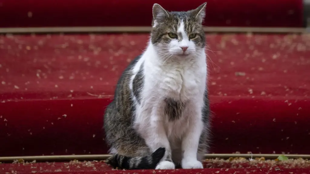Larry the Cat: The Fascinating Story of Downing Street's Chief Mouser image 91342419 5a2b 438d aea7 5bbde3e5deaa.webp