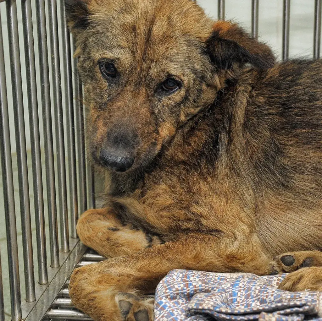 image e4bed6a7 3b38 43cd a86a b947edceccb3.webp